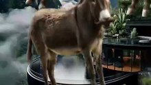 SpinningMule - #funnyanimals #pets #fyp #SpinningMule