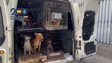 La policía rescata 61 perros y gatos recluidos en una vivienda por una mujer de 53 años en Velez-Málaga