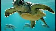 The Incredible Journey of Newborn Baby Turtles 🐢🌊