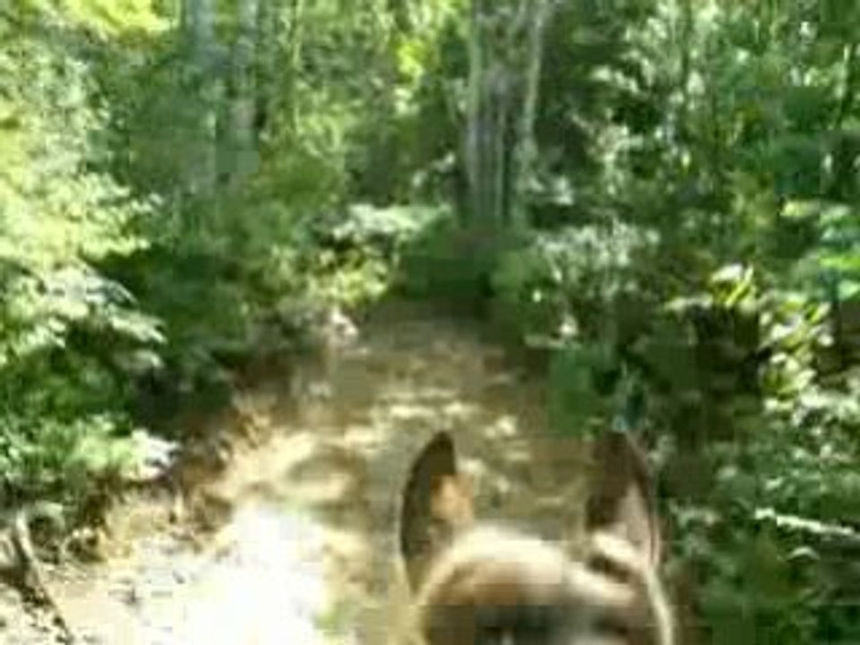Au trot en rando , Nirvana monté en cordéo