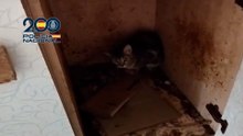 Rescatan a 61 perros y gatos maltratados, varios recluidos en muebles de cocina, en Málaga