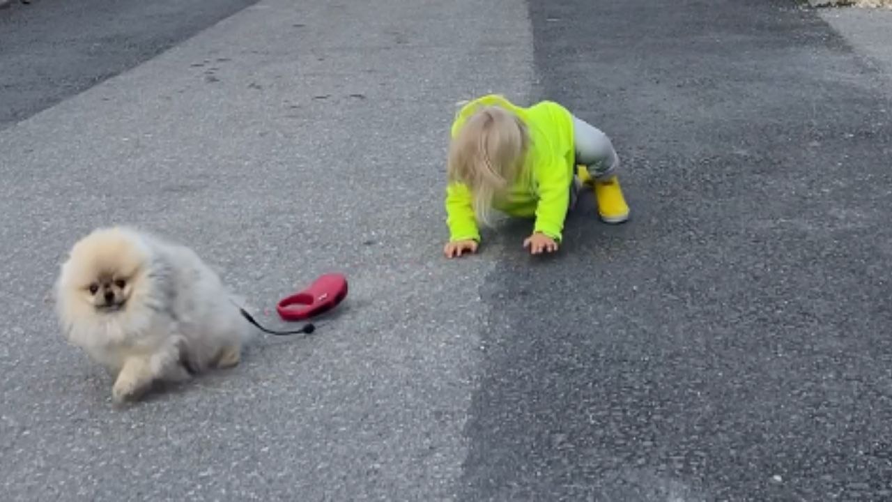 Adorable young child attempts to walk his dog - video Dailymotion