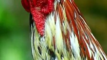 The Village Rooster Gangste