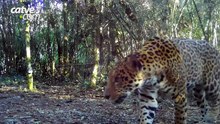 Nova onça-pintada é flagrada no Parque Nacional do Iguaçu
