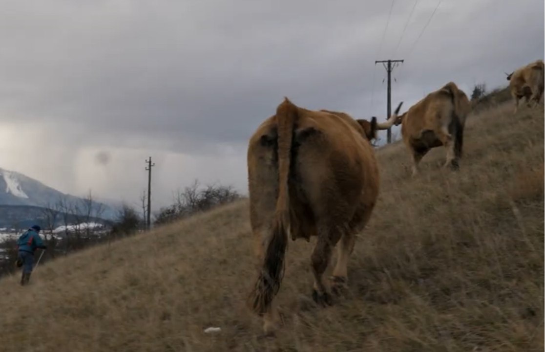 Eleveur, le choix d’une vie Bande-annonce - Vidéo Dailymotion