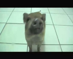 LLN RETROSPECTIVEMENT // BABYLONE PROD