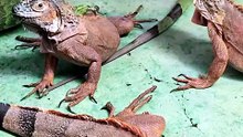 🦎✨ The Lizard– Looks Amazing! 🤖🎬