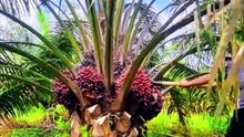 500 000 titres fonciers au Cameroun en 2030