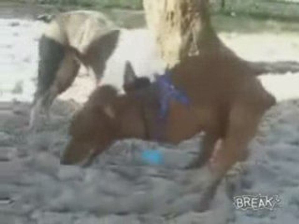 Horny Odie The Wonder Dog