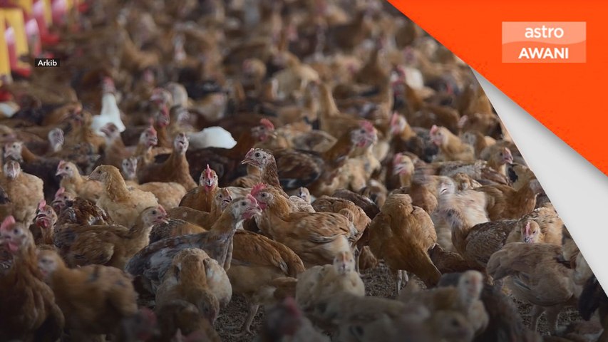 Penyelarasan agensi negeri, Persekutuan penting stabilkan bekalan ayam, telur