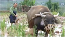 China Blue | movie | 2011 | Official Trailer