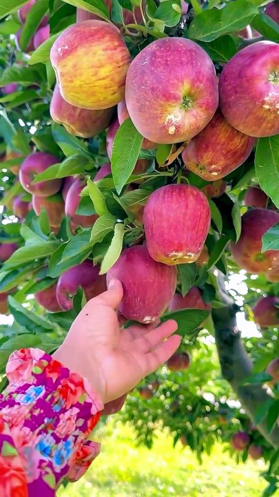 New Apple Apple technology 2026 - video Dailymotion