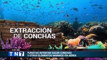 tn7-mas-de-8-mil-conchas-decomisadas-en-guanacaste-en-seis-años-040626 [Full Movie] [Full Movie]