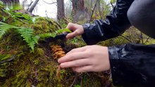 Young Girl Surviving Alone in the Deep Forest All Night 🌲🔥 | Wild Cooking & River Bathing