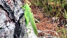 El saltamontes y la UME en los montes de Laza, el 17 de agosto de 2025