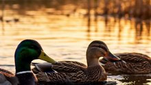 Ducks_Fact