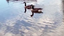 Geese Are More Loyal Than You Think! 😲