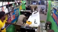 Macaco invade loja na Índia... mas só queria um abraço