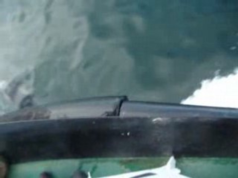 DOLPHIN ICELAND
