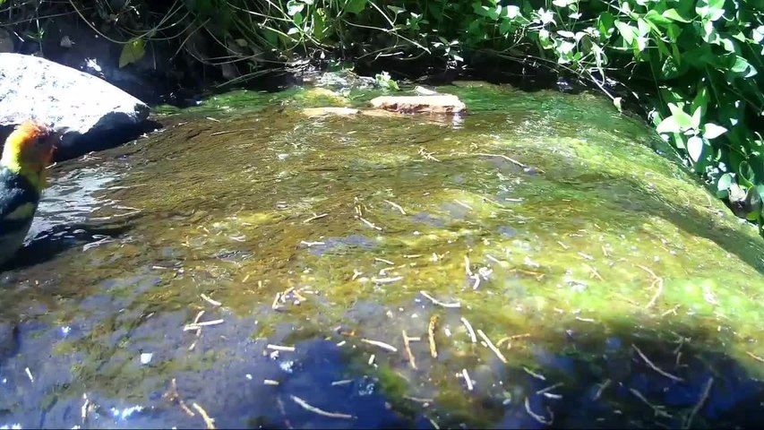 Birds Adorably Splash Around and Bathe in Small Waterfall Pond