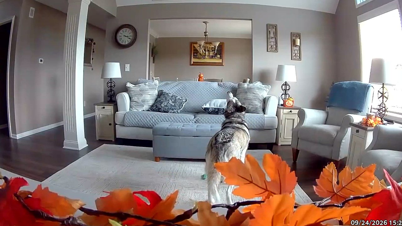 Epic Animal Fails - video Dailymotion