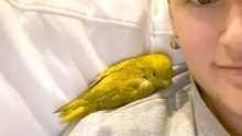 Clingy Parakeet Wants To Be Attached To Her Mom 24/7