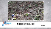 [포토오늘] 산불 피해 지역에 심는 묘목 / YTN