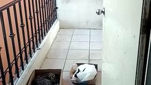 los gatitos en el balcon acostados descansando y pasandola muy bien agusto #shorts #animales #michi