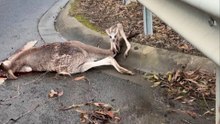 Rescuer Stops For Kangaroo And Finds Her Baby