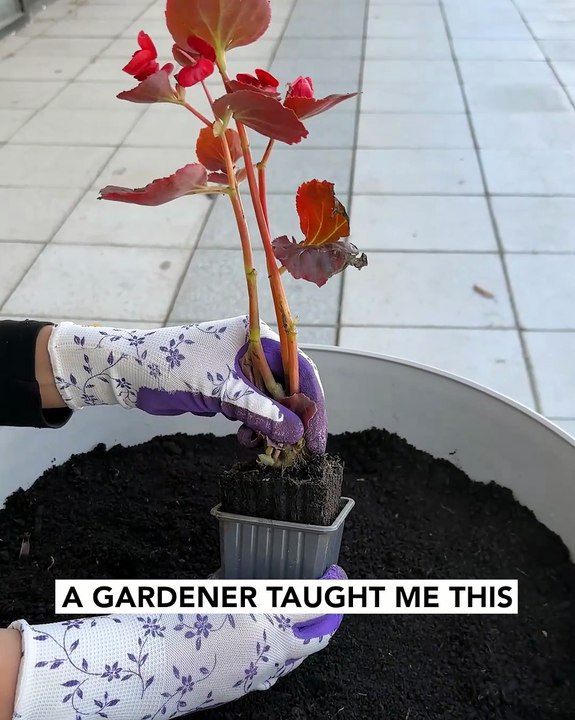 Repurpose packaging for planting perfection - video Dailymotion