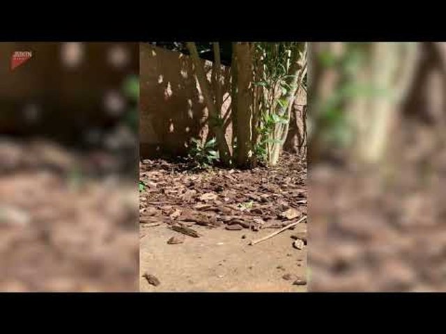 Birds Adorably Wander Around Backyard While Eating