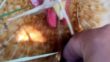 ماشاء الله 🐔