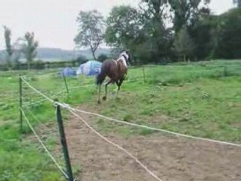 Aout28 2008 2eme cours longé galop