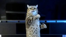 Dancing Cats & Dog 😻 Funny Cat & Dog Videos