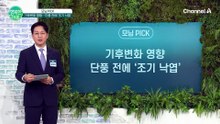 "단풍 물들기도 전에 잎 떨어진다?" 기후변화가 만든 '조기 낙엽' 비상