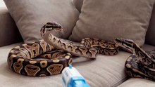 Ball_pythons_playing_dead #FunnyAnimals #AnimalComedy #Animals #Viral#BirdBuzz