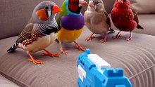 Animals pretending to faint  #FunnyAnimals #AnimalComedy #FunnyPets #CuteAnimals #Viral#BirdBuzz
