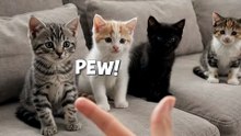 Baby cats playingfinger gun When baby cat Gets PEW’d 😂 #FunnyAnimals #AnimalComedy #FunnyPets #CuteAnimals #Viral#BirdBuzz