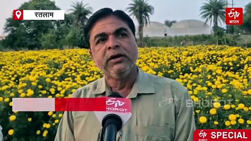 कैश नहीं दे रही कैश क्रॉप, कौड़ियों के दाम बिक रहा गेंदा फूल, किसान नष्ट कर रहे खेत