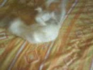 Chiki dressage