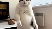 Funny Cat & Dog Videos 😻 Adorable Dancing Cats & Dog #funny