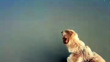 Un crabe pince le museau d’une chienne, sa réaction est spectaculaire