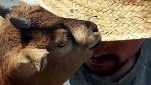 goats..... always hungry! 😱
