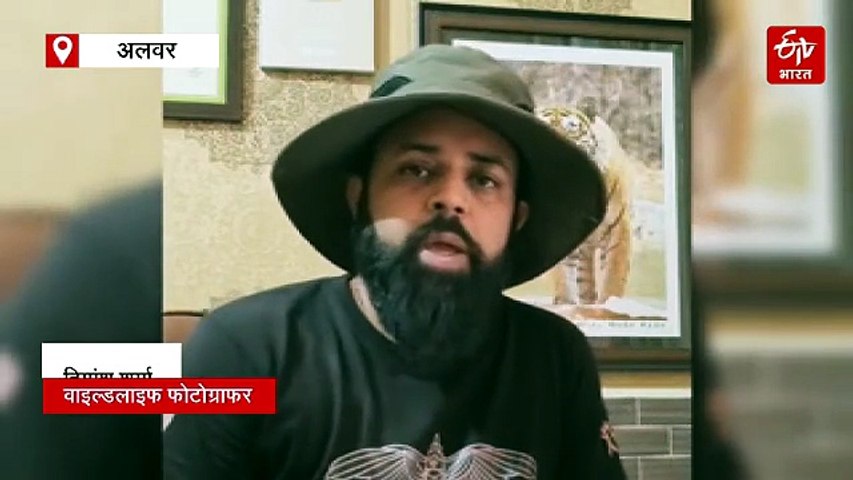 सरिस्का में बाघिन ST-2302 की दो शावकों के साथ अठखेलियां, साइटिंग से गदगद हुए पर्यटक