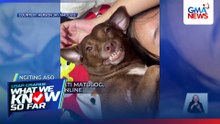 Asong nakangiti matulog, kinatuwaan online | WWKSF