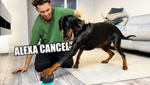 Moki’s Hilarious Reaction to Alexa | Doberman Dog Comedy Reaction Video
