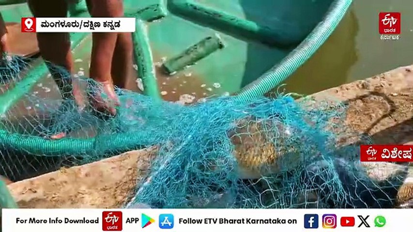 ಸಮುದ್ರ ಮೀನು ತಿನ್ನುವ ಕರಾವಳಿಗರಿಗೆ ಕೆರೆ ಮೀನು ಸವಿಯುವ ಅವಕಾಶ: ಮಂಗಳೂರಿನ ಪಿಲಿಕುಳದಲ್ಲಿ ಮತ್ಸ್ಯಮೇಳ