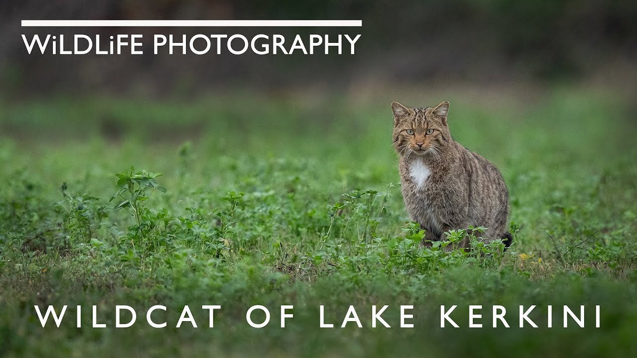 Wildcat at Lake Kerkini, Greece | Wildlife Photography Behind the ...