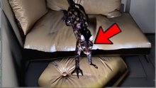 Tom Returns After 2 Years: Cat Mystery Story of Toxic Exposure
