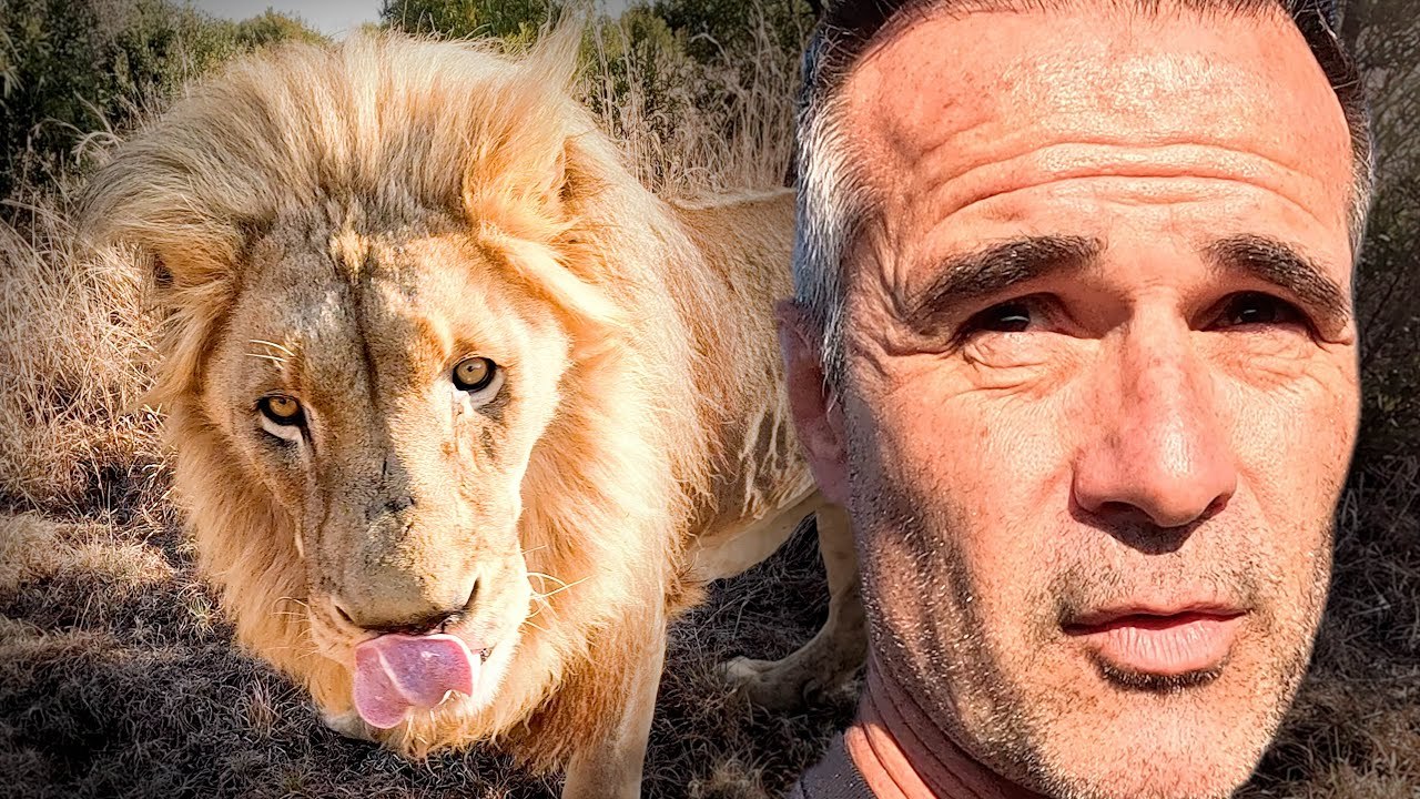 Vayetse’s Limp Explained: Lion Whisperer Enrichment Walk and ...